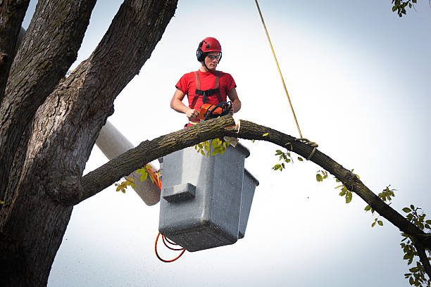 How Our Tree Care Process Works  in  Norton, OH